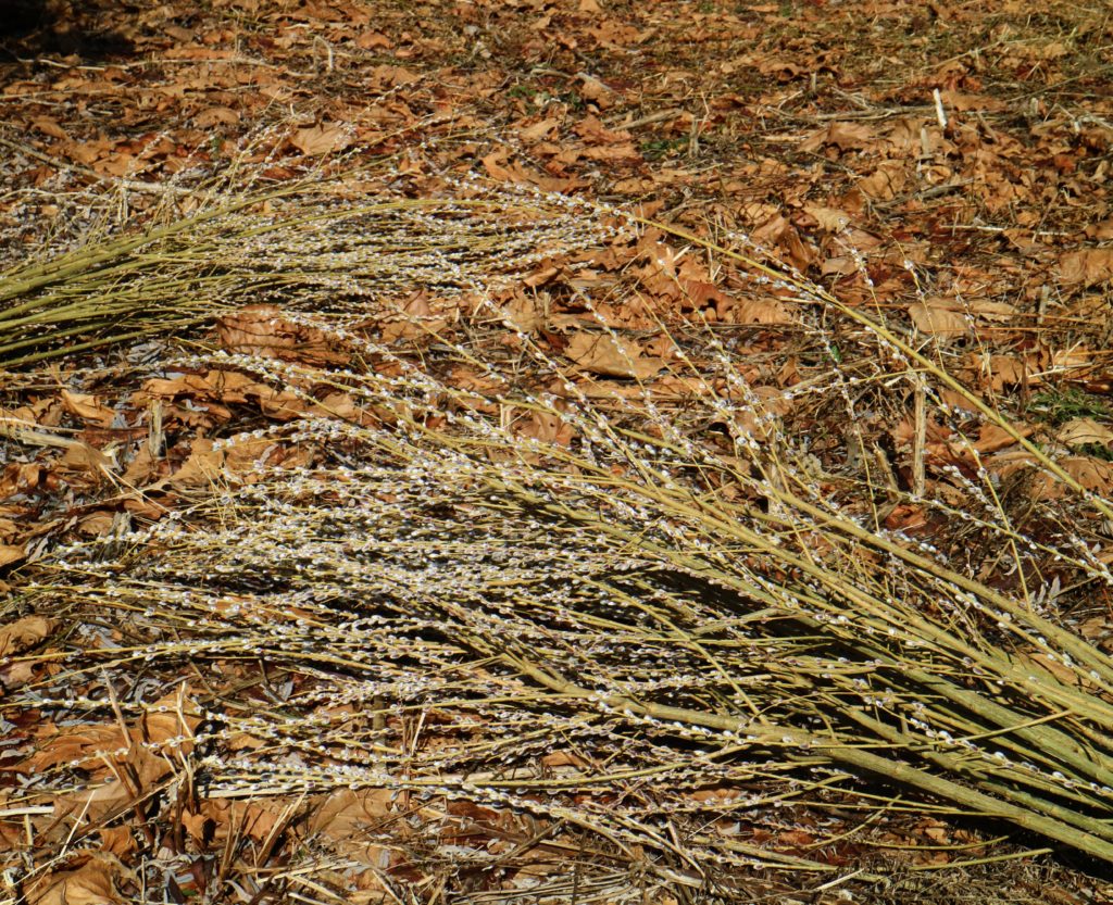 Cutting Pussy Willows At The Farm The Martha Stewart Blog