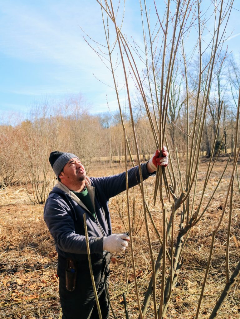 Cutting Pussy Willows At The Farm The Martha Stewart Blog