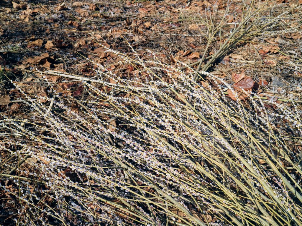 Cutting Pussy Willows At The Farm The Martha Stewart Blog