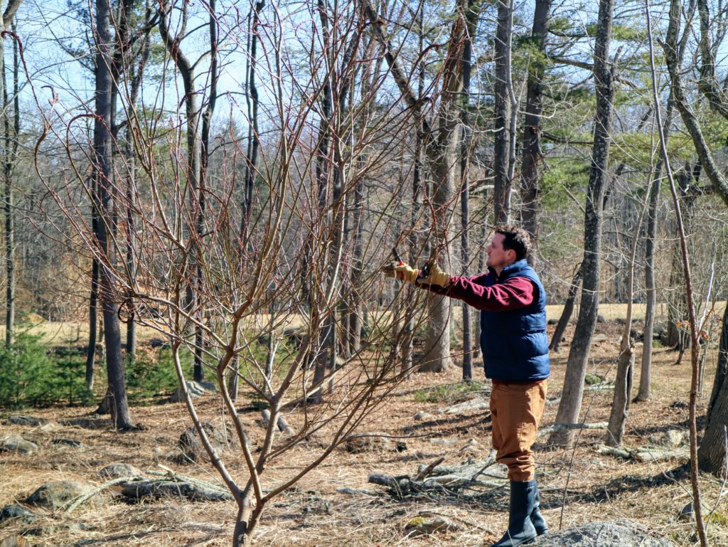 Cutting Pussy Willows At The Farm The Martha Stewart Blog