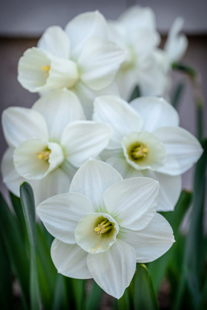 Planting Daffodil Bulbs At The Farm The Martha Stewart Blog