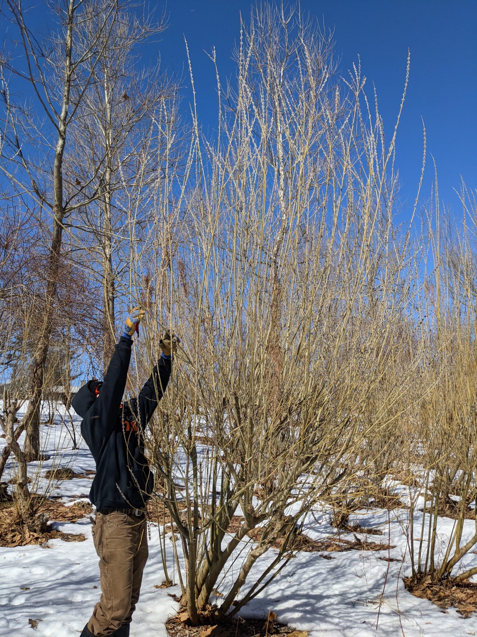 Time To Gather Pussy Willows The Martha Stewart Blog