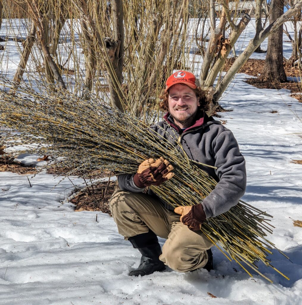 Time To Gather Pussy Willows The Martha Stewart Blog