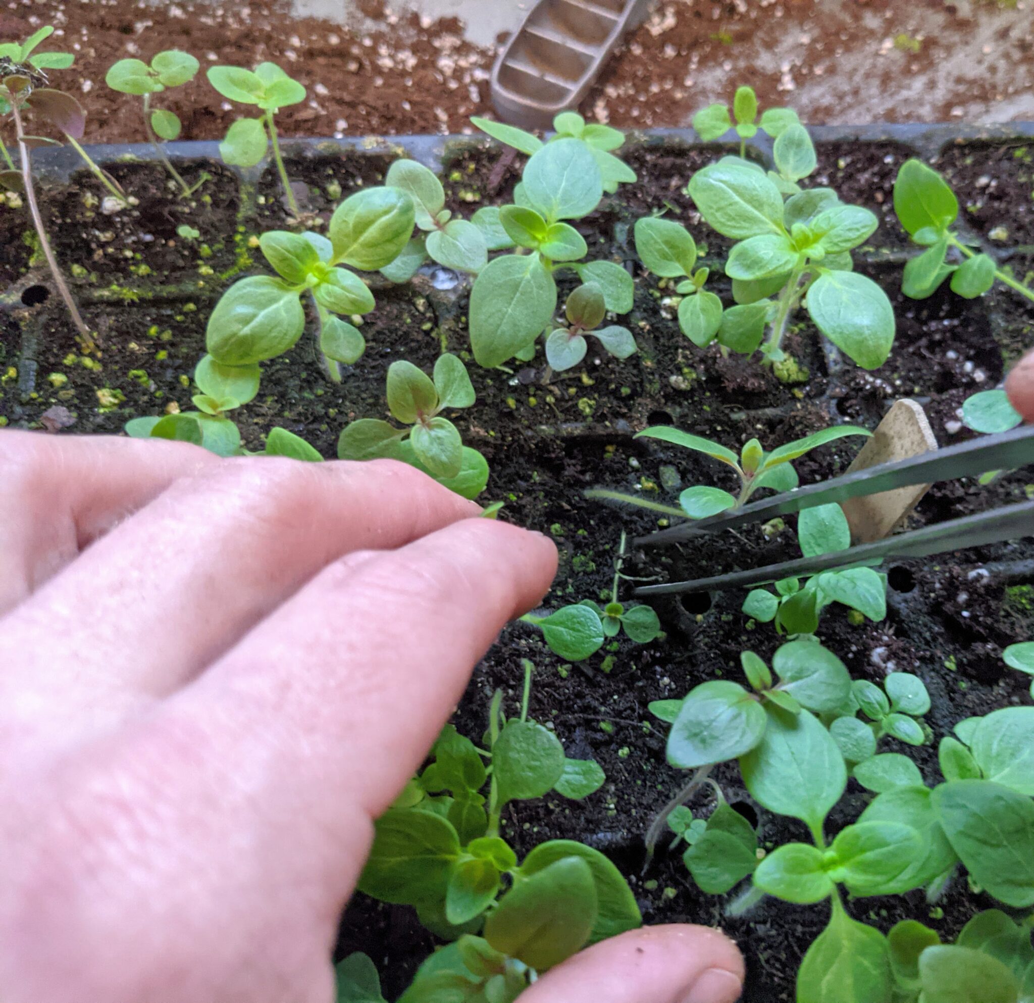 Maintaining The Seedlings In My Greenhouse The Martha Stewart Blog