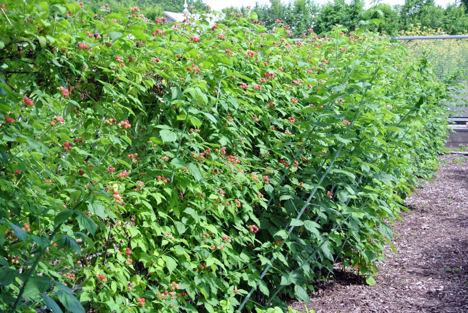 Pruning The Raspberry Bushes The Martha Stewart Blog