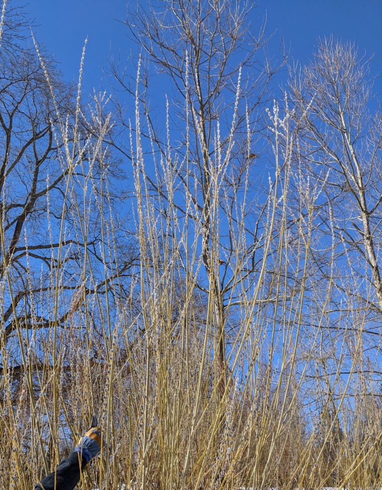 Cutting Pussy Willow Branches The Martha Stewart Blog