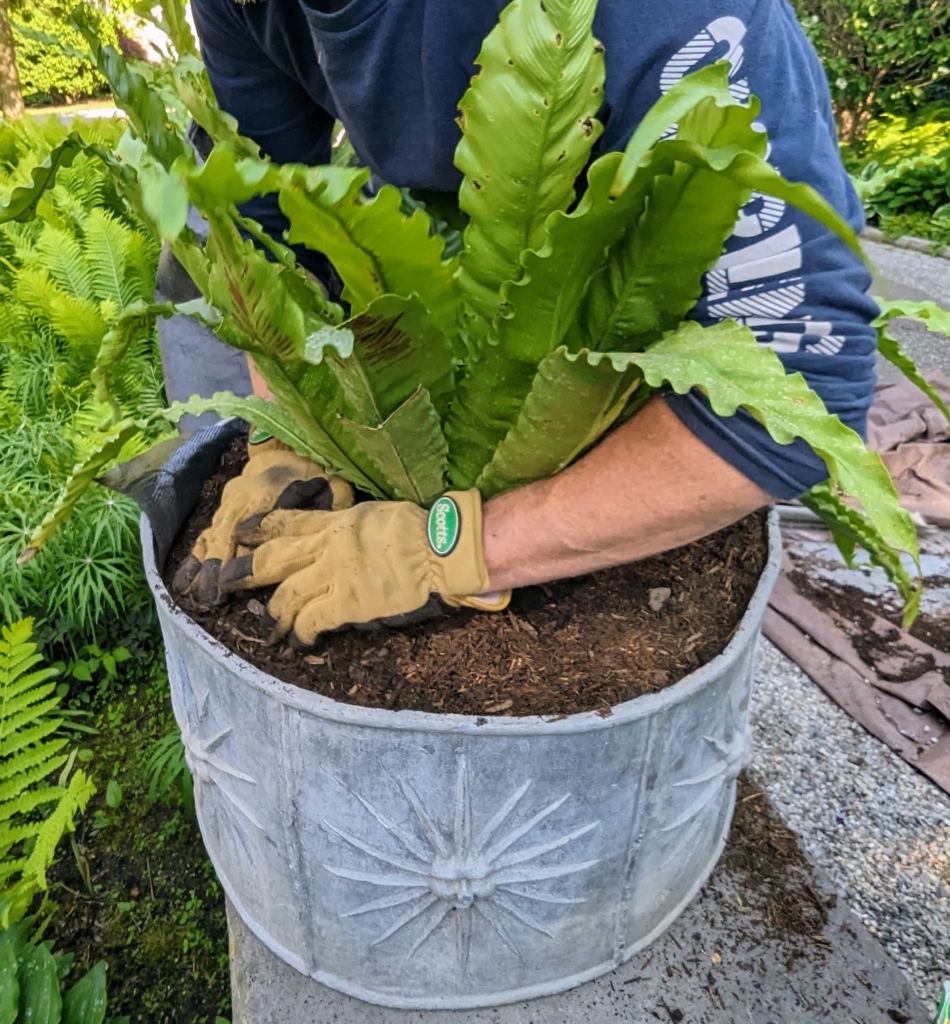 Planting Bird S Nest Ferns In Outdoor Containers The Martha Stewart Blog