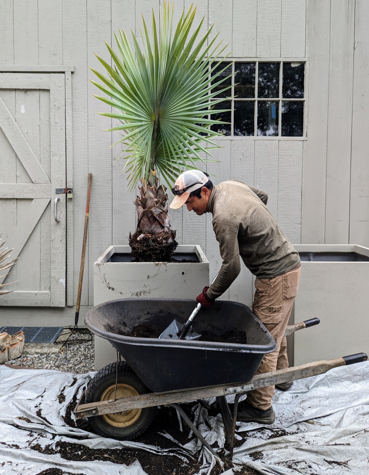 Potting Up Palms The Martha Stewart Blog