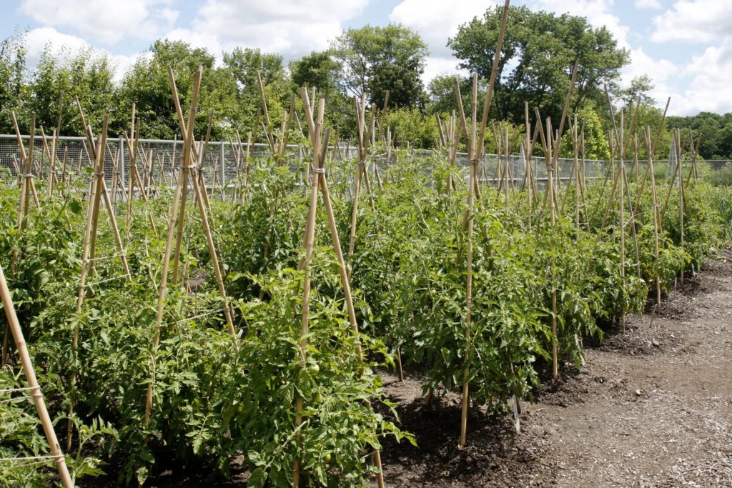 The tomato blight in my garden - The Martha Stewart Blog