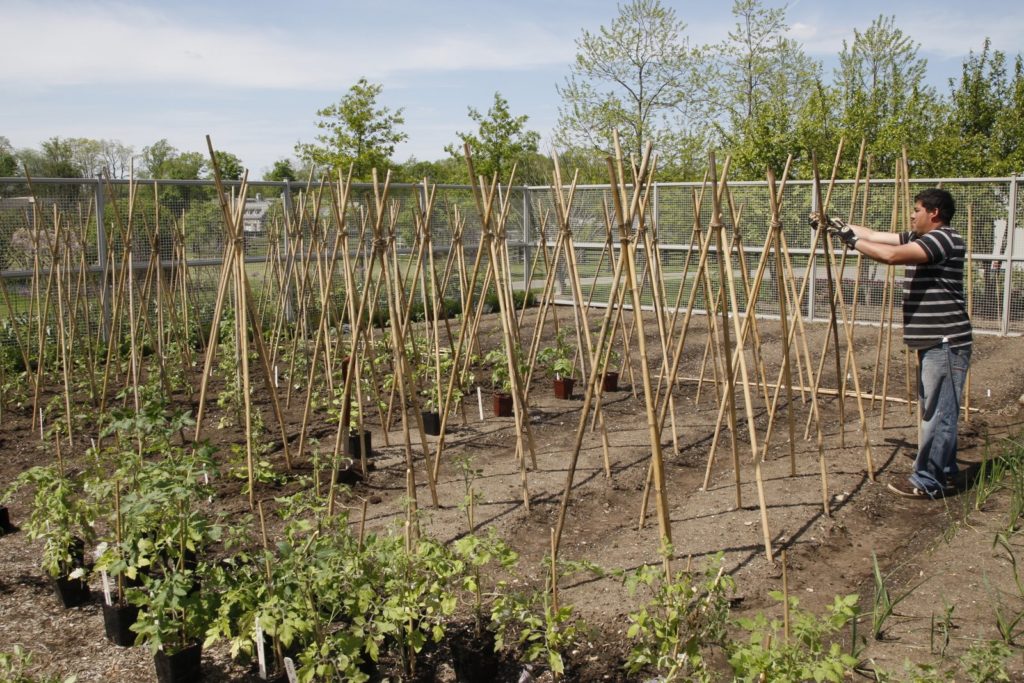 The Tomato Blight In My Garden - The Martha Stewart Blog