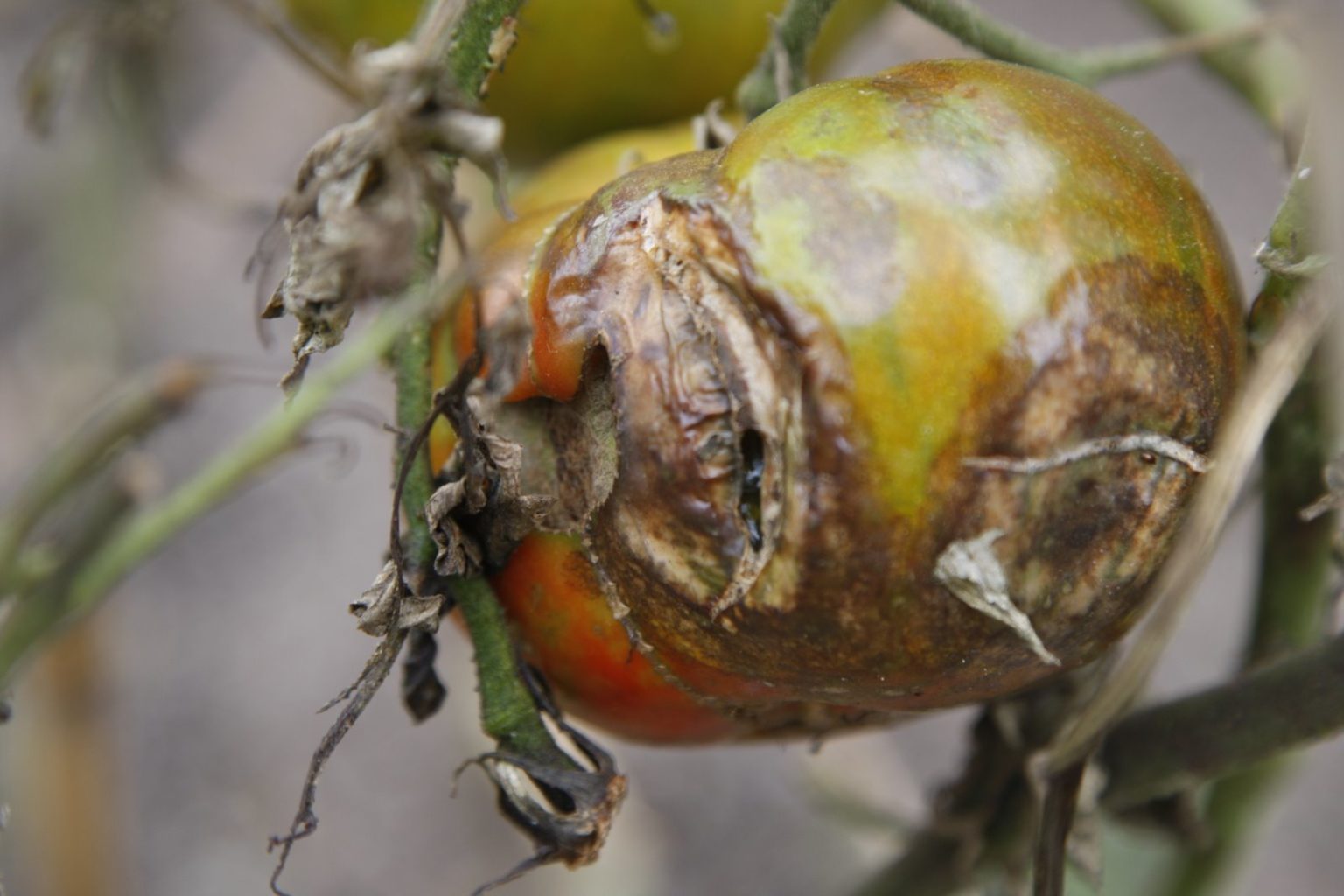 The tomato blight in my garden - The Martha Stewart Blog