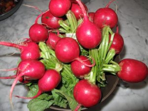 Perfect red radishes freshly pulled