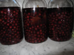 Large jars of currants macerating in vodka - Eberhard will use these in his creations.