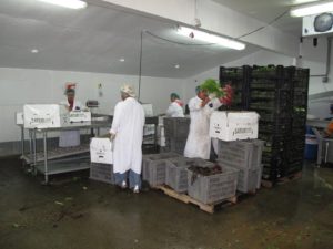 This is a refrigerated packing room where produce is packed into boxes.