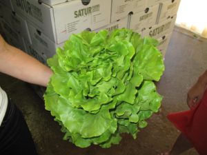The size of this lettuce is amazing!