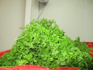 A gorgeous mound of chervil - I love this herb.
