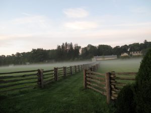 This is a walkway between paddocks - the mist is dissipating quickly as the sun rises.
