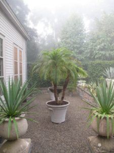 After going inside, I looked out my kitchen door into the courtyard - it was stunning in the misty morning - a wispy Phoenix roebelenii palm flanked by two century plants.