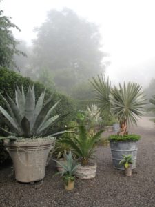 A collection including a blue agave, cycad, and a Bismarckia palm