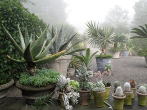 A giant aloe, succulents, and cacti