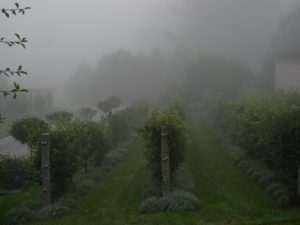 The apple espalier looks so great in the fog.