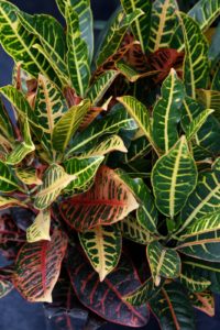 The very attractive leaves of the croton plant - a tropical