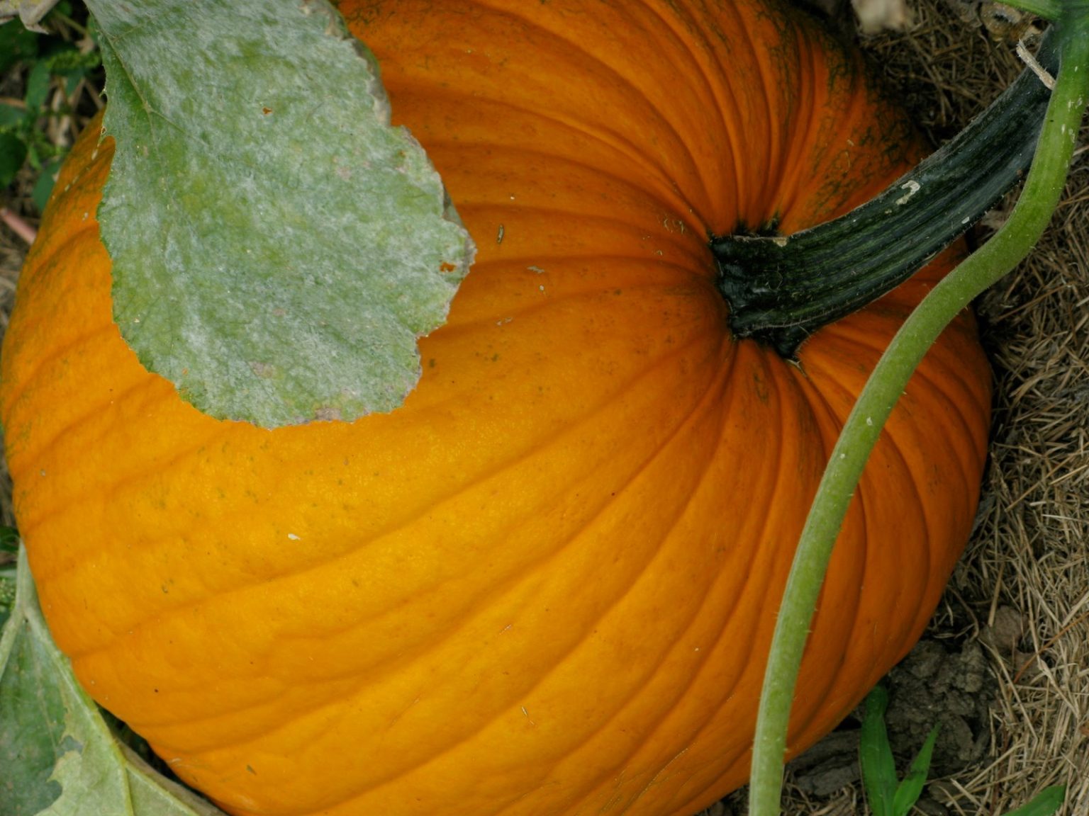 My Pumpkin Patch from Seed to Harvest - The Martha Stewart Blog