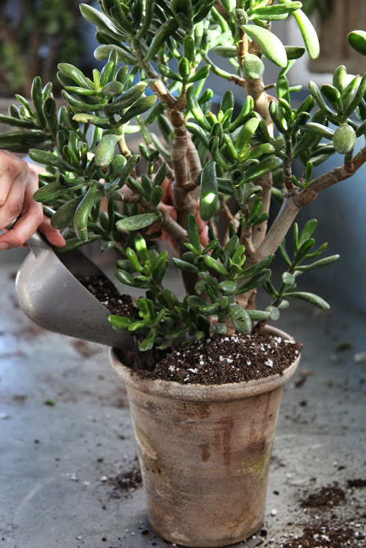 Repotting Jade Plants - The Martha Stewart Blog