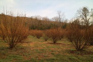 These are hazelnut trees used as host trees for growing truffles. These trees were inoculated with the fungus under controlled conditions. Truffles will eventually grow on their roots.
