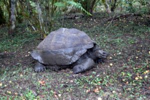 I saw many Galapagos giant tortoises. Here is one lying down, covered in mud to keep cool. The Galápagos giant tortoise is the largest living species of tortoise.