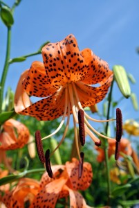 Tiger lilies, Lilium lancifolium or Lilium Tigrinum, bloom in mid to late summer, are easy to grow, and come back year after year.
