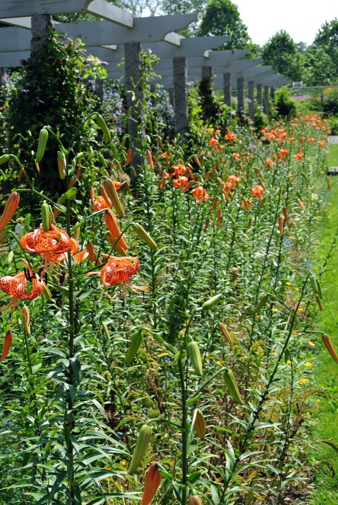 Blooming Tiger Lilies The Martha Stewart Blog