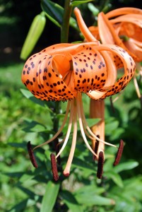 Tiger lilies are covered with black or deep crimson spots, giving the appearance of the skin of a tiger.