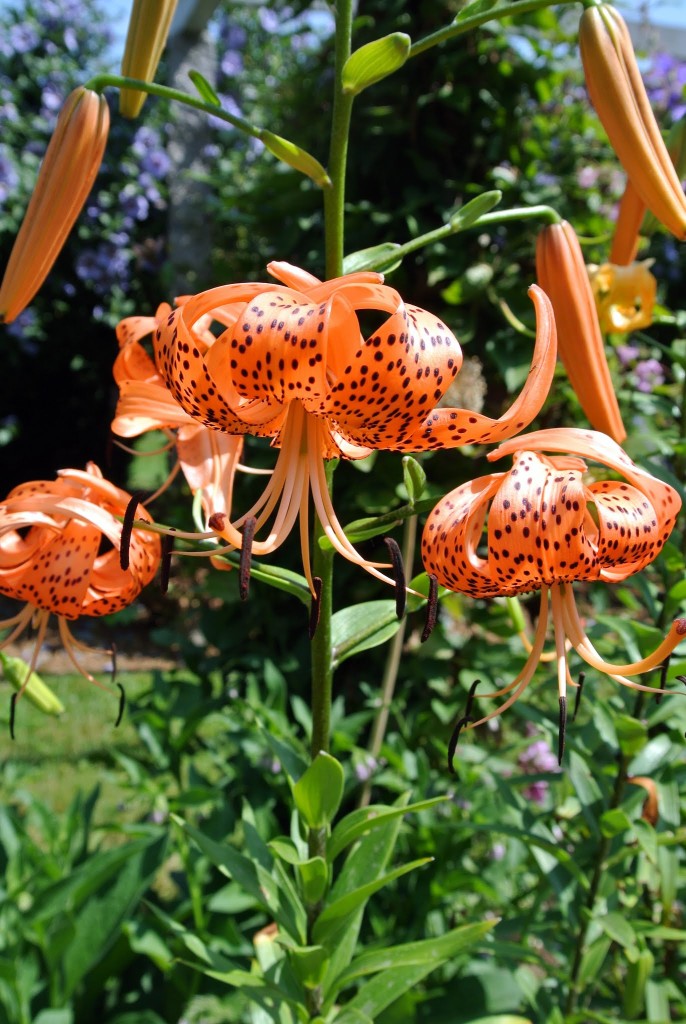 Blooming Tiger Lilies The Martha Stewart Blog
