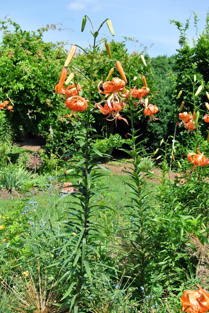 Blooming Tiger Lilies The Martha Stewart Blog