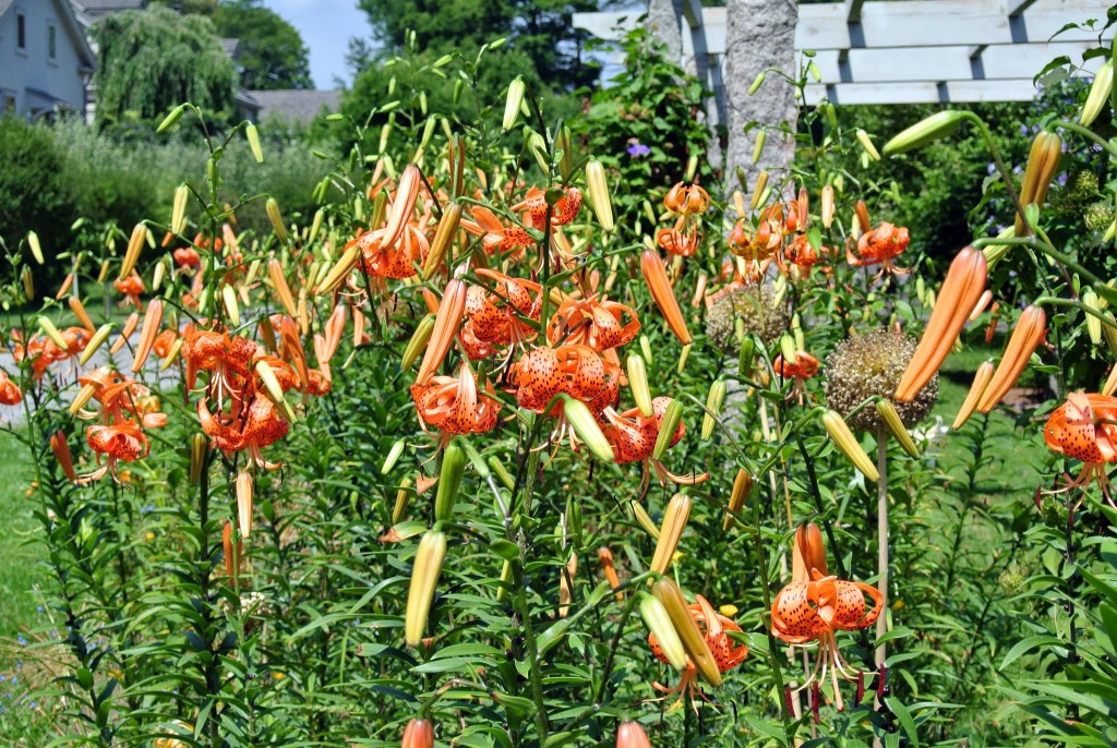 Blooming Tiger Lilies The Martha Stewart Blog
