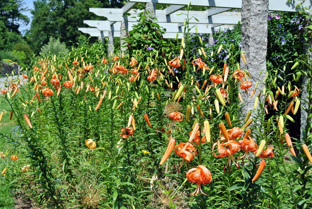 Blooming Tiger Lilies The Martha Stewart Blog