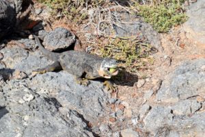 This is an iguana eating a chunk of prickly pear cactus. It just rolls it up and eats it all - the fruit, flowers, pads, and even the spines.