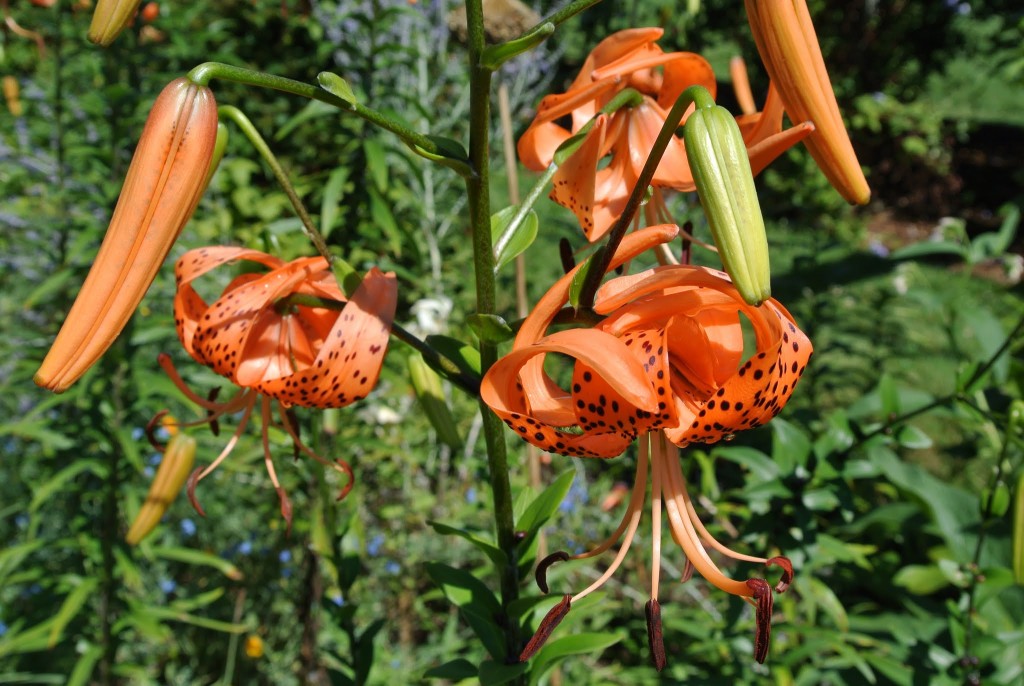 Blooming Tiger Lilies The Martha Stewart Blog