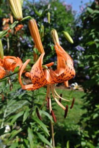 I grow many different types of lilies in my gardens - and, this year, they're all thriving. For more great tips on planting and caring for lilies, go to my web site. http://www.marthastewart.com/270059/planting-and-caring-for-lilies