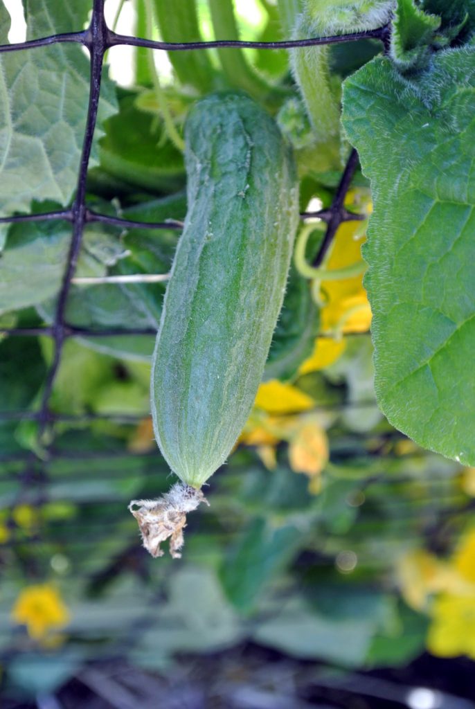 An August Harvest and My Newest Book - The Martha Stewart Blog