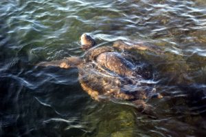 This is the Galapagos green turtle in the water. It kept going under and it took me about 30-minutes to get a photo of his head popping out. They are very strong swimmers.