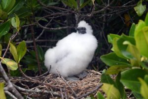 Here is a baby red-footed boobie. These birds nest in trees, and after chicks hatch, it may take up to three-months before they can fly.