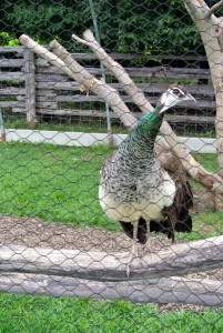 This is one of two Indian Blue peahens. My peahens are not shy at all. Because they have grown up here at the farm, they are very accustomed to the crew and to the construction noise.