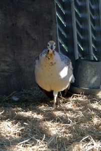 I also have one Black Shoulder Pied peahen who lives with my Black Shoulder Silver Pied peacock. This pair currently resides in my old corn crib.