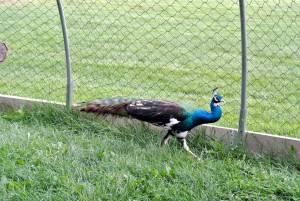 Here is my Black Shoulder Pied peacock. He is growing back his tail feathers, which fall out every year after mating season.