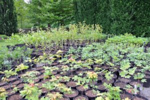 Hundreds and hundreds of potted trees are currently situated on the gravel parking lot in front of my main greenhouse - all neatly organized, and identified.