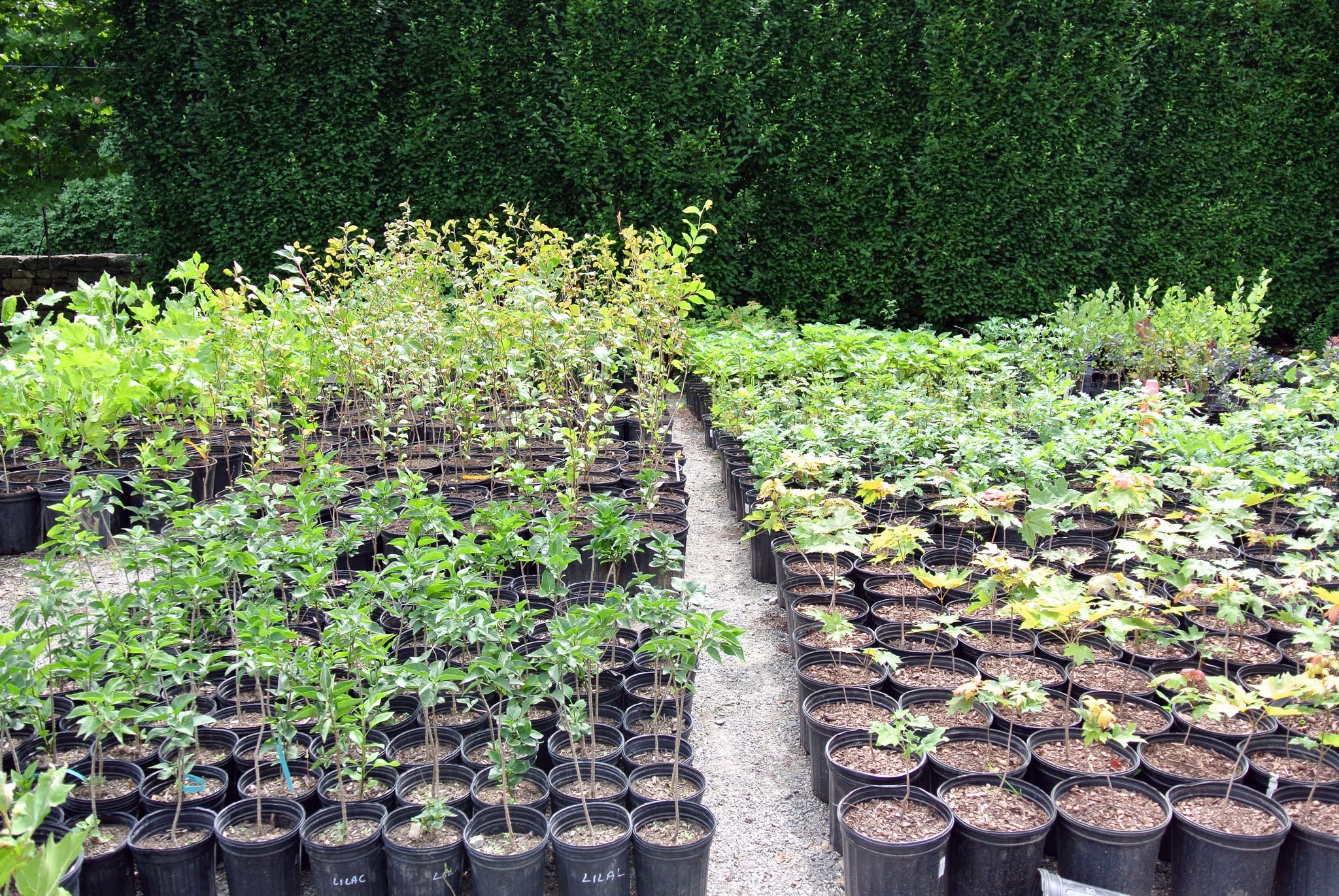 Repotting Seedlings for Reforestation - The Martha Stewart Blog