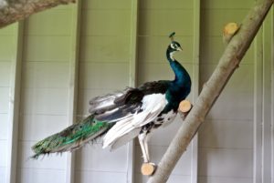 Peafowl are flocking ground birds that tend to stay where they are happy. They will need to be kept inside this new house for a couple of weeks until they are completely acclimated to the new surroundings.