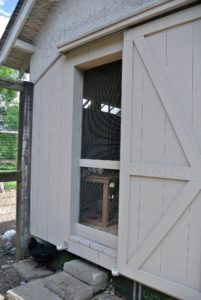 The last stop was the peachick coop. The last coop in the chicken yard is  used as the "nursery" for new chicks and poults.